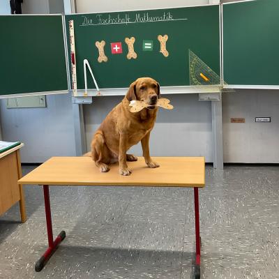 Schulhund Arthur mit Knochenberechnung